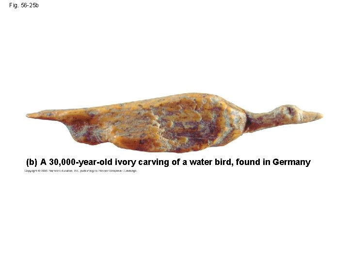 Fig. 56 -25 b (b) A 30, 000 -year-old ivory carving of a water