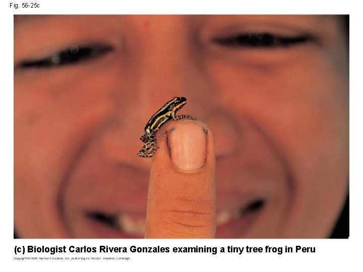 Fig. 56 -25 c (c) Biologist Carlos Rivera Gonzales examining a tiny tree frog