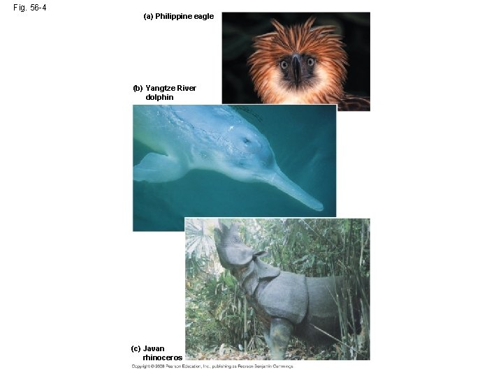 Fig. 56 -4 (a) Philippine eagle (b) Yangtze River dolphin (c) Javan rhinoceros 