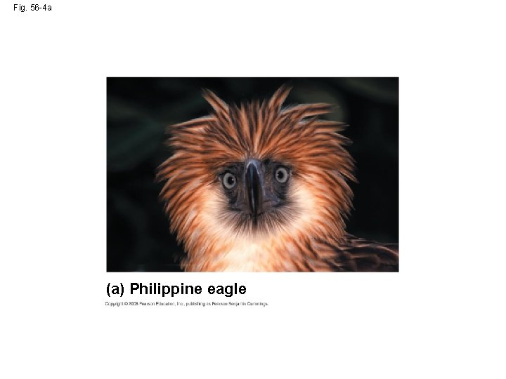 Fig. 56 -4 a (a) Philippine eagle 