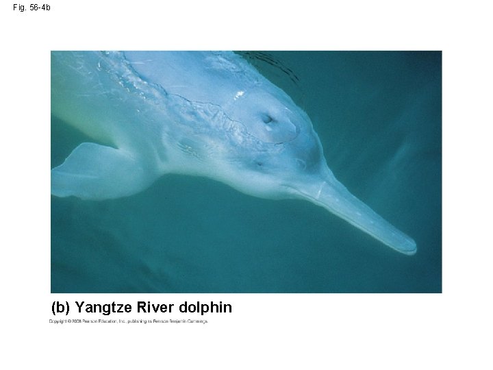 Fig. 56 -4 b (b) Yangtze River dolphin 