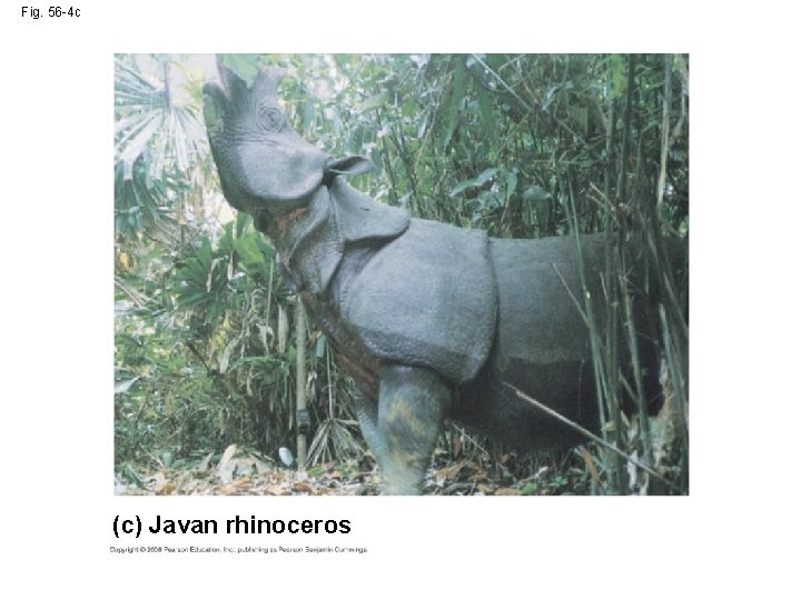 Fig. 56 -4 c (c) Javan rhinoceros 