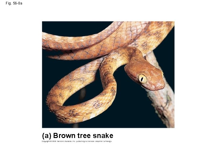 Fig. 56 -8 a (a) Brown tree snake 