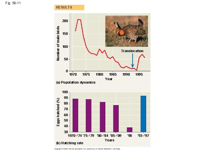 Fig. 56 -11 RESULTS Number of male birds 200 150 100 Translocation 50 0