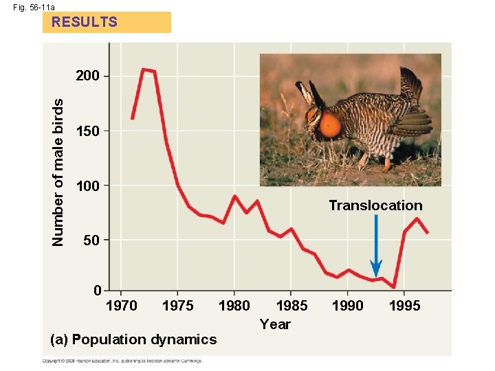 Fig. 56 -11 a RESULTS Number of male birds 200 150 100 Translocation 50