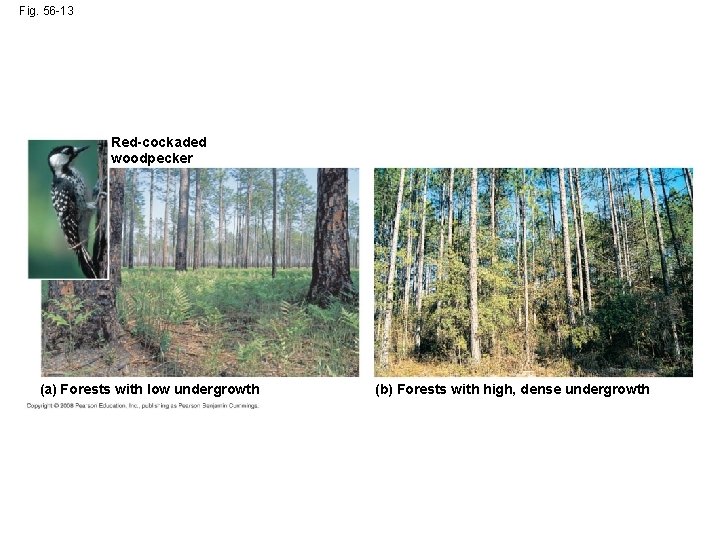 Fig. 56 -13 Red-cockaded woodpecker (a) Forests with low undergrowth (b) Forests with high,