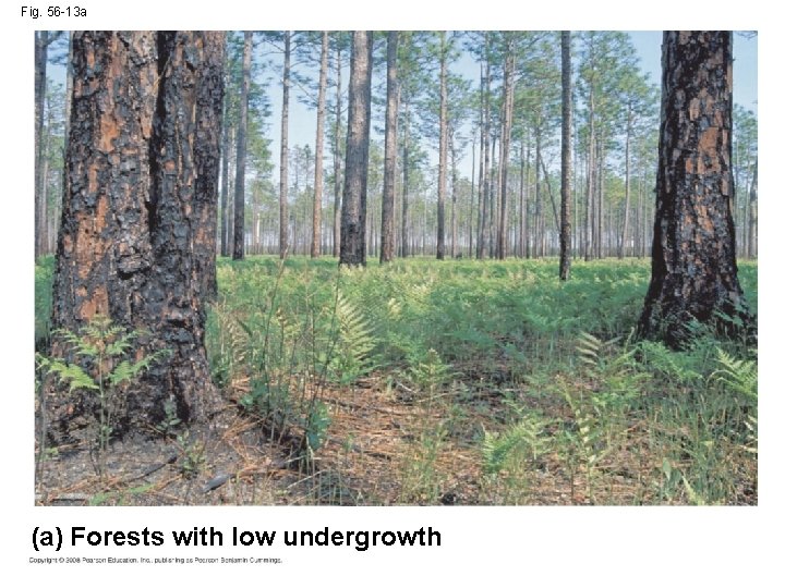 Fig. 56 -13 a (a) Forests with low undergrowth 