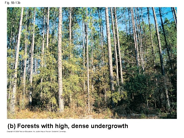 Fig. 56 -13 b (b) Forests with high, dense undergrowth 