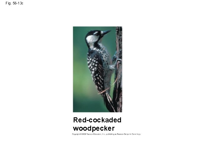 Fig. 56 -13 c Red-cockaded woodpecker 