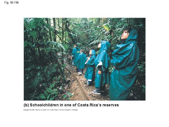 Fig. 56 -19 b (b) Schoolchildren in one of Costa Rica’s reserves 