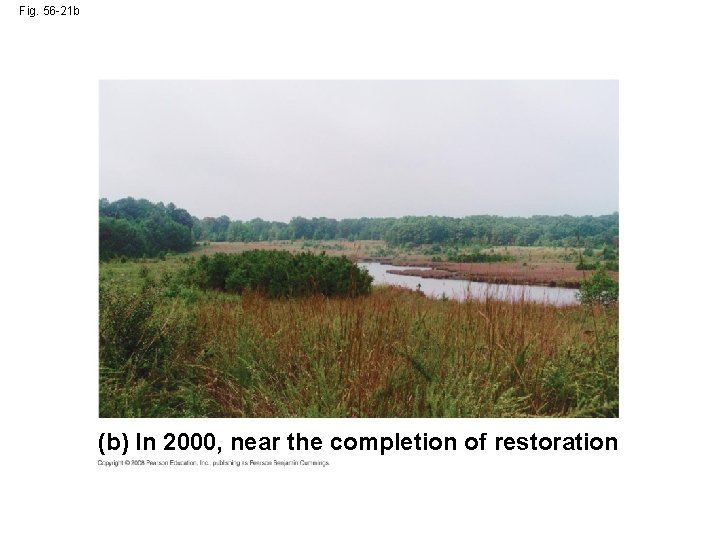 Fig. 56 -21 b (b) In 2000, near the completion of restoration 