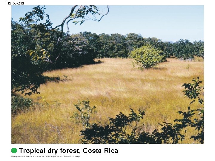 Fig. 56 -23 d Tropical dry forest, Costa Rica 