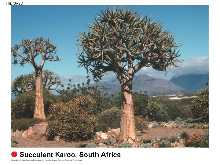 Fig. 56 -23 f Succulent Karoo, South Africa 