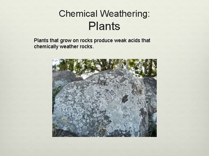 Chemical Weathering: Plants that grow on rocks produce weak acids that chemically weather rocks.