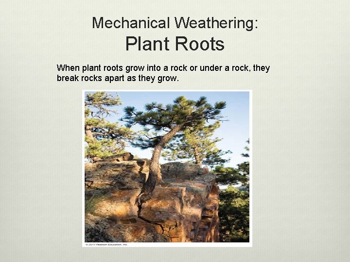 Mechanical Weathering: Plant Roots When plant roots grow into a rock or under a