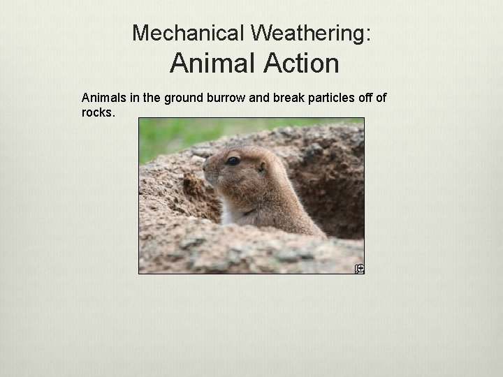 Mechanical Weathering: Animal Action Animals in the ground burrow and break particles off of