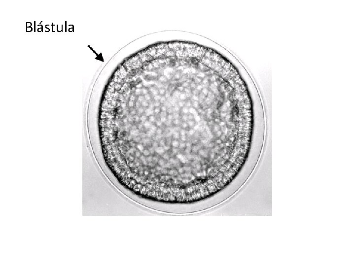 Blástula 