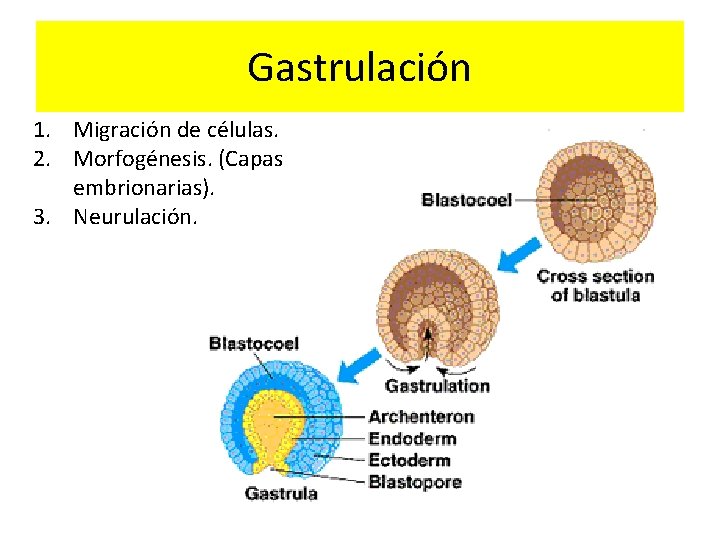 Gastrulación 1. Migración de células. 2. Morfogénesis. (Capas embrionarias). 3. Neurulación. 