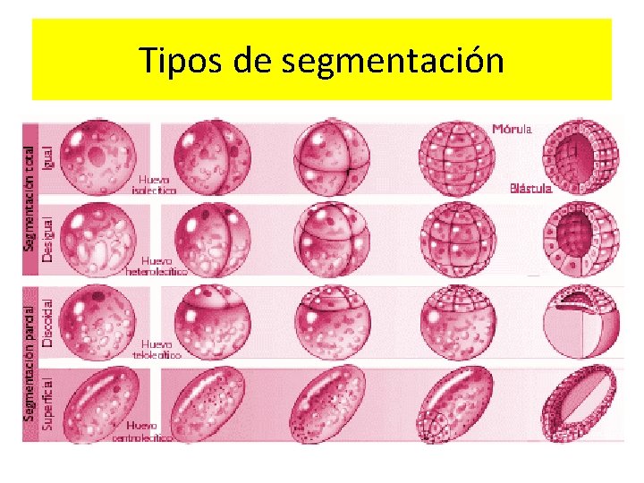 Tipos de segmentación 
