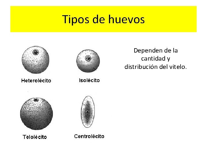 Tipos de huevos Dependen de la cantidad y distribución del vitelo. 