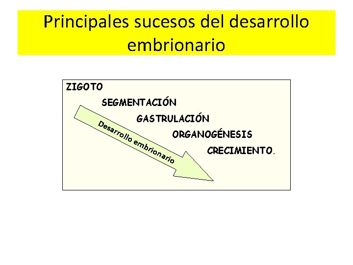Principales sucesos del desarrollo embrionario ZIGOTO SEGMENTACIÓN De sar GASTRULACIÓN rol lo e mb