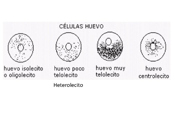 Heterolecito 