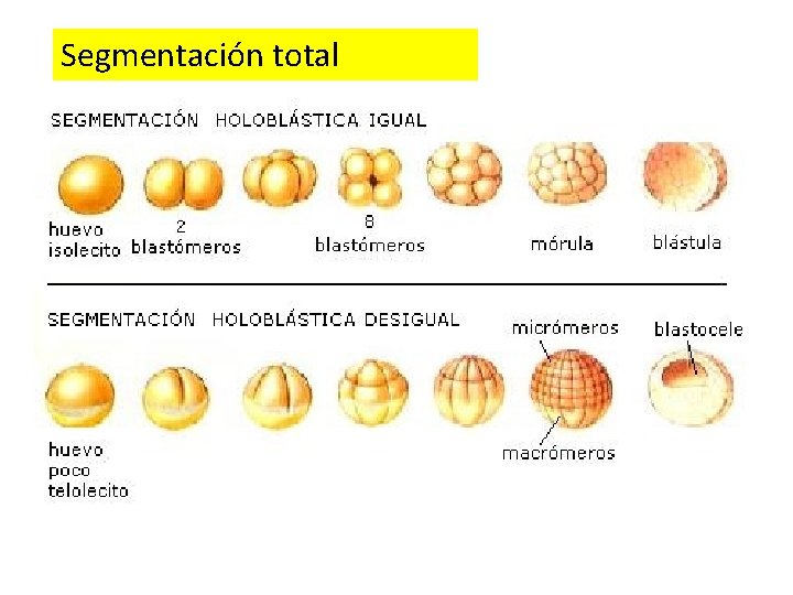 Segmentación total 