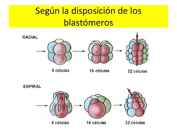 Según la disposición de los blastómeros 