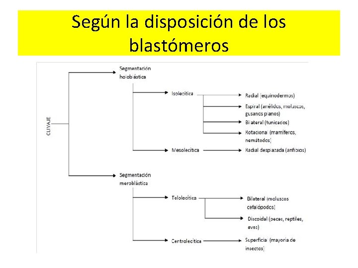Según la disposición de los blastómeros 