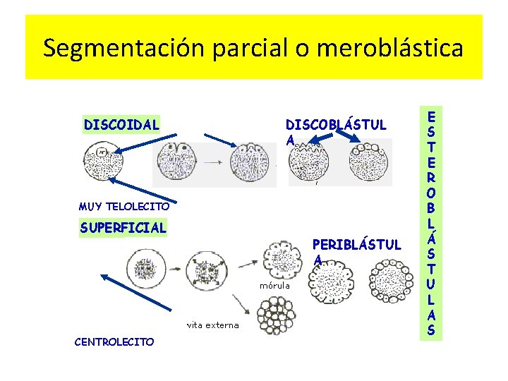Segmentación parcial o meroblástica DISCOIDAL DISCOBLÁSTUL A MUY TELOLECITO SUPERFICIAL CENTROLECITO PERIBLÁSTUL A E