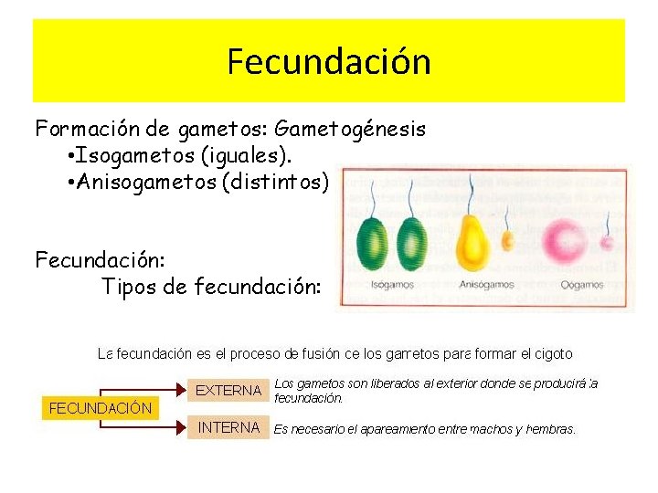 Fecundación Formación de gametos: Gametogénesis • Isogametos (iguales). • Anisogametos (distintos) Fecundación: Tipos de
