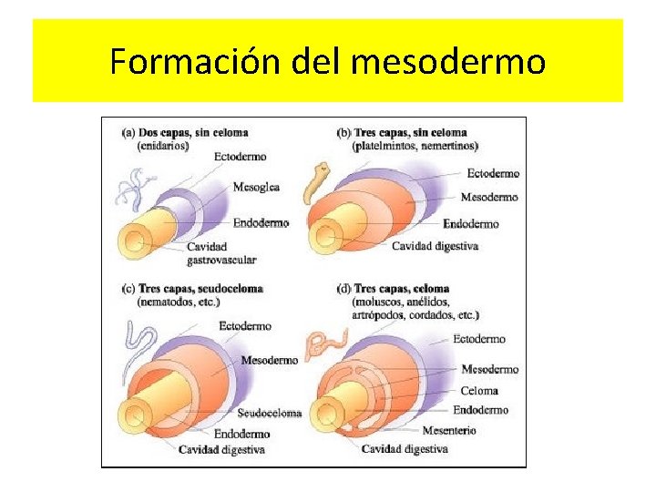Formación del mesodermo 
