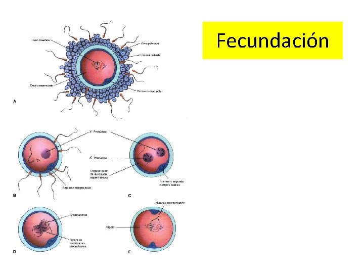 Fecundación 