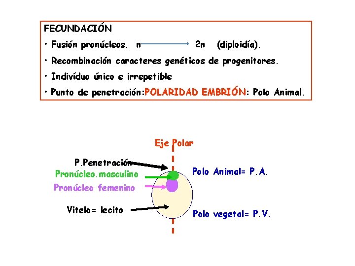 FECUNDACIÓN • Fusión pronúcleos. n 2 n (diploidía). • Recombinación caracteres genéticos de progenitores.