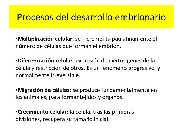 Procesos del desarrollo embrionario • Multiplicación celular: se incrementa paulatinamente el número de células
