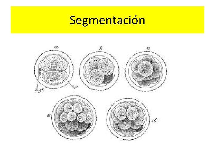 Segmentación 
