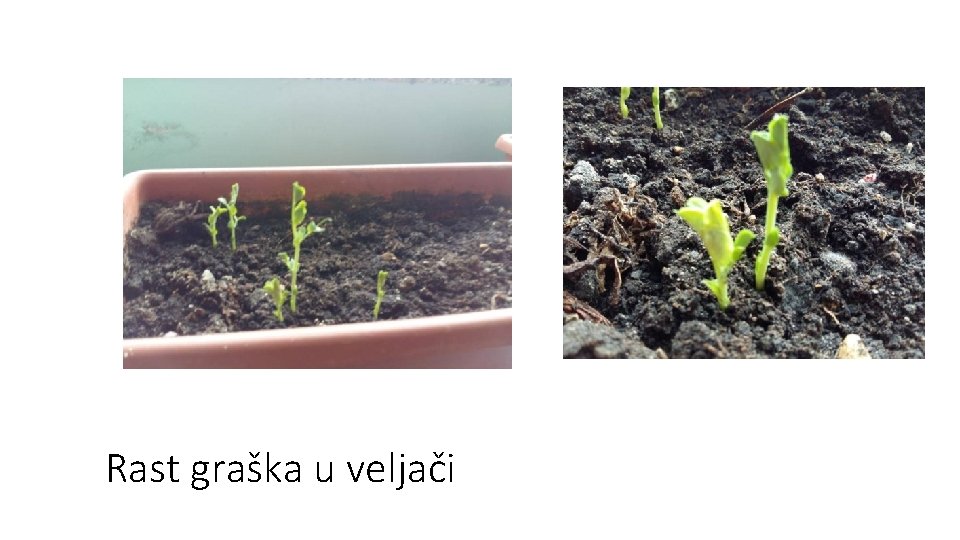 Rast graška u veljači 