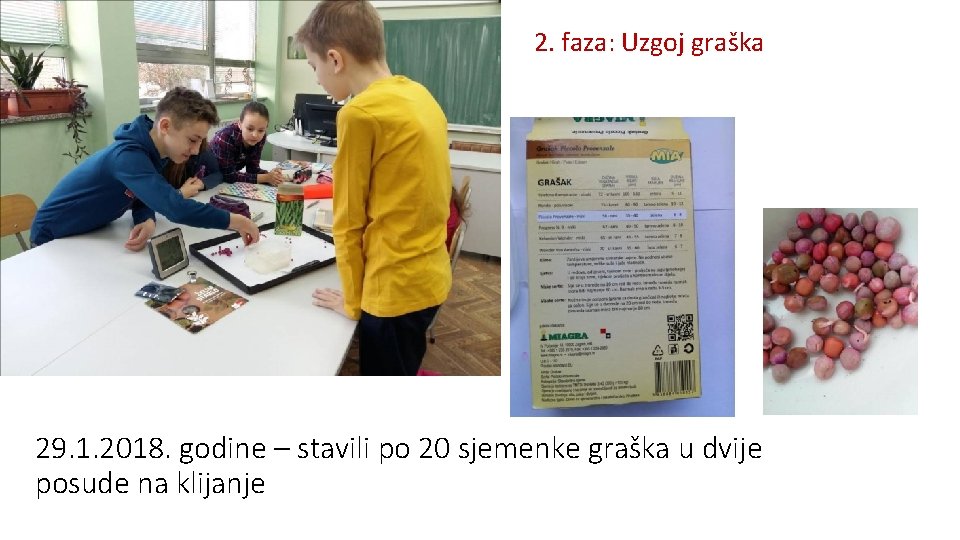 2. faza: Uzgoj graška 29. 1. 2018. godine – stavili po 20 sjemenke graška