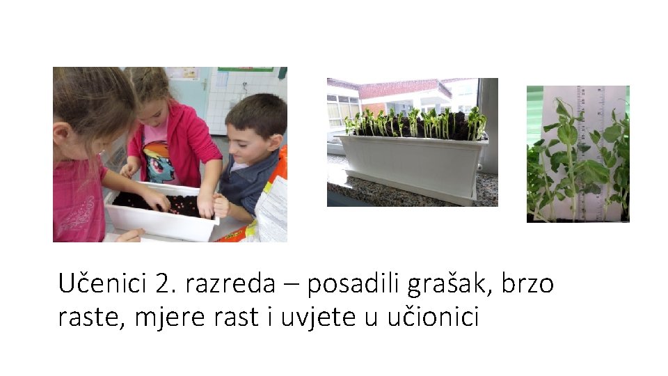 Učenici 2. razreda – posadili grašak, brzo raste, mjere rast i uvjete u učionici