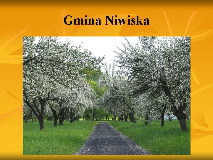 Gmina Niwiska 