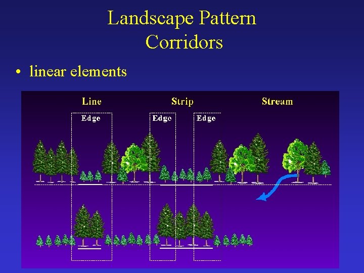 Landscape Pattern Corridors • linear elements 