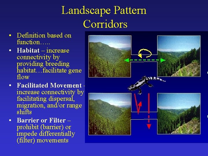 Landscape Pattern Corridors • Definition based on function…. . • Habitat – increase connectivity