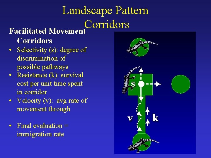 Landscape Pattern Corridors Facilitated Movement Corridors • Selectivity (s): degree of discrimination of possible