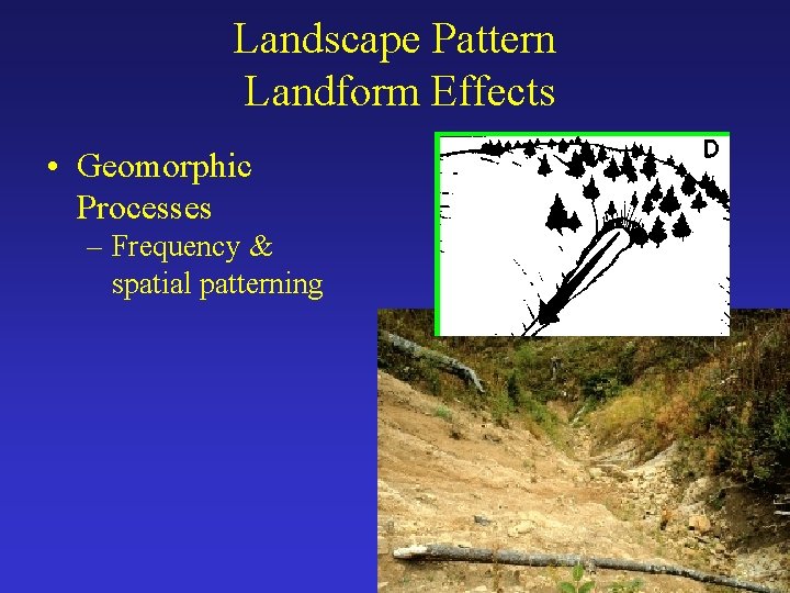 Landscape Pattern Landform Effects • Geomorphic Processes – Frequency & spatial patterning 