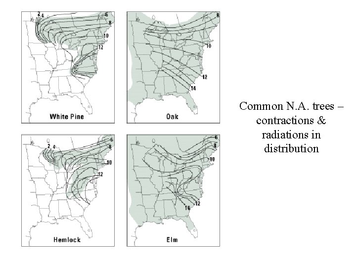 Common N. A. trees – contractions & radiations in distribution 