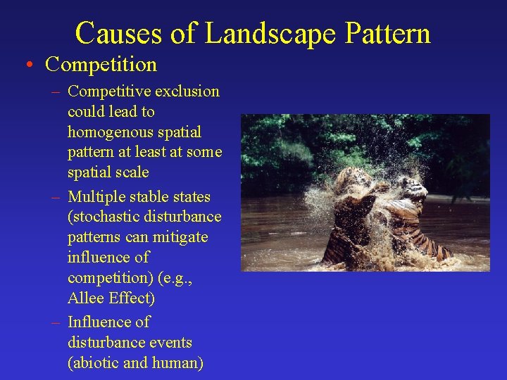 Causes of Landscape Pattern • Competition – Competitive exclusion could lead to homogenous spatial