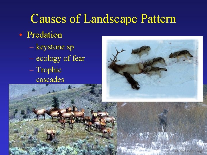 Causes of Landscape Pattern • Predation – keystone sp – ecology of fear –