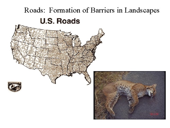 Roads: Formation of Barriers in Landscapes 