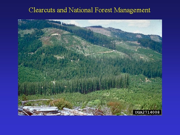 Clearcuts and National Forest Management 