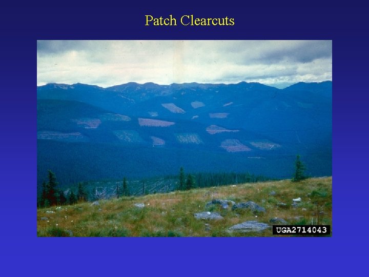 Patch Clearcuts 